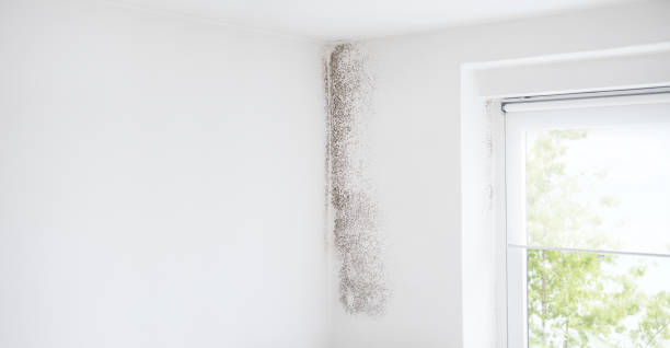 Best Mold Prevention Services  in St Regis Park, KY